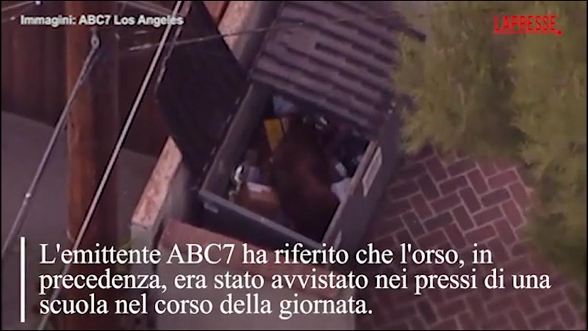 Incredibile, un orso rovista tra i rifiuti in città e si arrampica sul palo della luce | Video Incredibile, un orso rovista tra i rifiuti in città e si arrampica sul palo della luce | Video