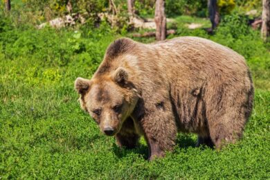 Trentino, i forestali abbattono l’orso M91. Protestano gli animalisti. Brambilla: “Ennesima vergogna”