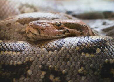 Scopre di avere un serpente tigre attorno alla caviglia mentre guida: donna riesce a salvarsi dal morso mortale. Ecco come