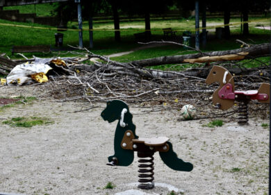 Donna morta a Roma dopo la caduta di un albero, ci sono 190mila piante a rischio crollo tra malattie e incuria