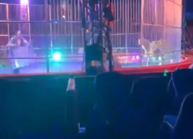 Circo, tragedia sfiorata. I leoni cercano di abbattere la recinzione: gente in fuga. Video
