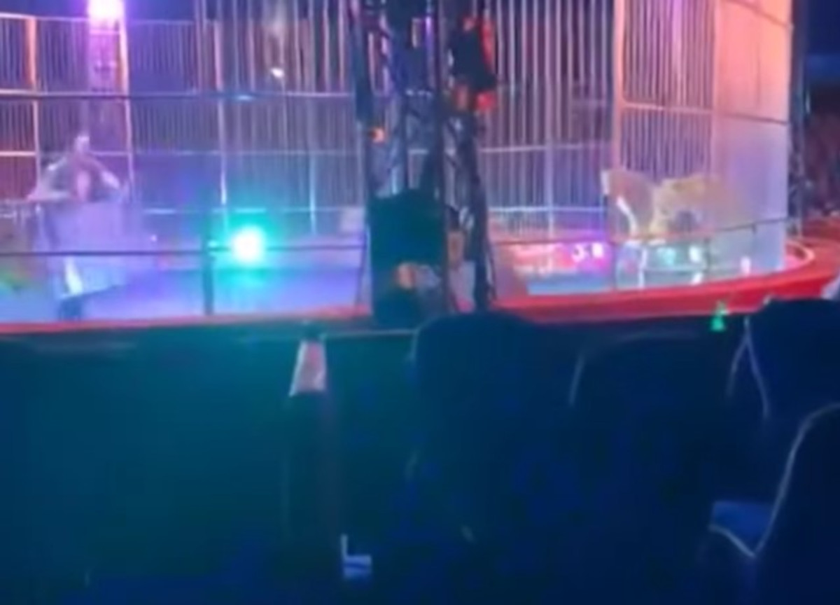 Circo, tragedia sfiorata. I leoni cercano di abbattere la recinzione: gente in fuga. Video Circo, tragedia sfiorata. I leoni cercano di abbattere la recinzione: gente in fuga. Video