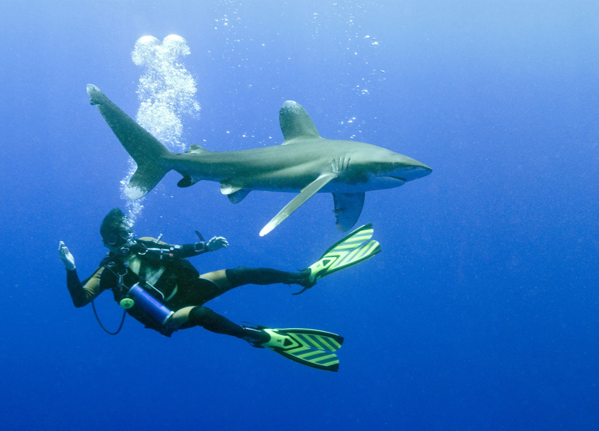 Italiano ucciso da uno squalo, spunta un video. Morto dissanguato, soccorsi lenti Italiano ucciso da uno squalo, spunta un video. Morto dissanguato, soccorsi lenti