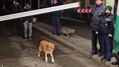 La Romania entra nell’area Schengen, ma il primo a varcare il confine non è un uomo | VIDEO