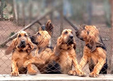 Rai Report e Enci, la cinofilia in rivolta. Gli allevatori:”Manca una legge seria”