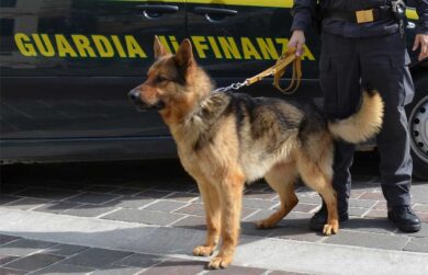 Cani di razza: un allevamento va oltre il numero delle fattrici. Il caso