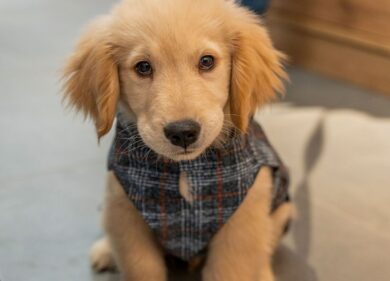 Prosegue l’espansione retail di Arcaplanet: inaugurati 12 nuovi punti vendita