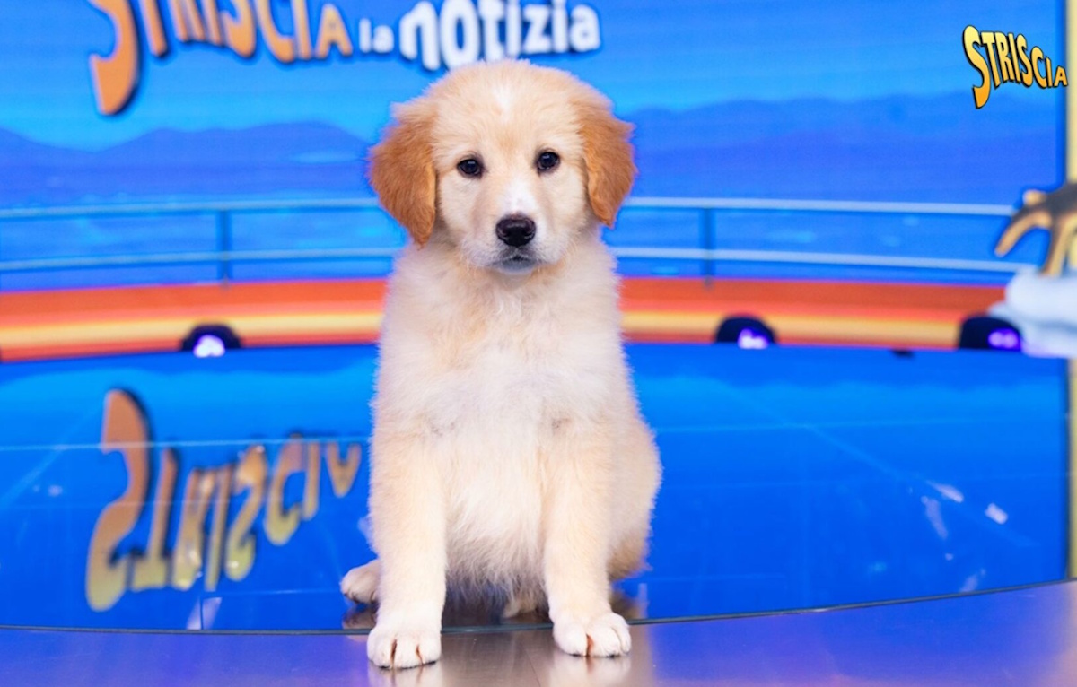 Ascolti tv, Striscia la Notizia con la cagnolina ‘fiuta’ le orme di De Martino. Del Debbio crolla: Gruber lontana / TREND Ascolti tv, Striscia la Notizia con la cagnolina ‘fiuta’ le orme di De Martino. Del Debbio crolla: Gruber lontana / TREND