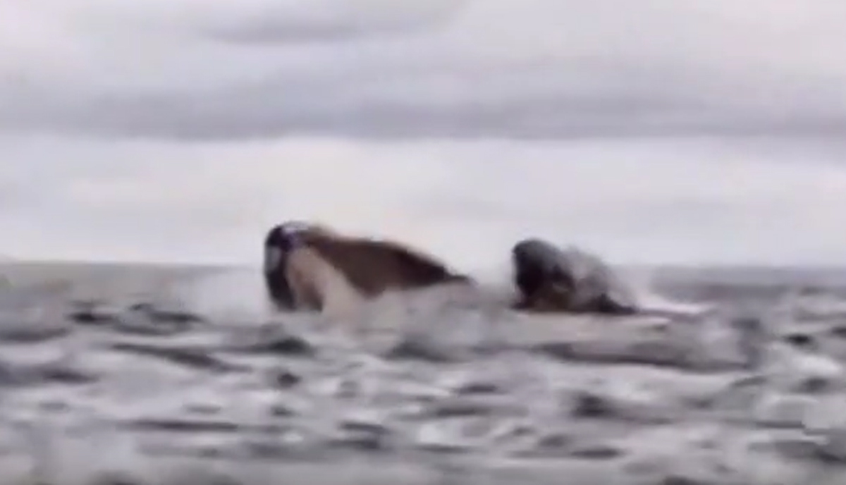 Balena inghiotte una canoa e poi… Il video choc Balena inghiotte una canoa e poi… Il video choc