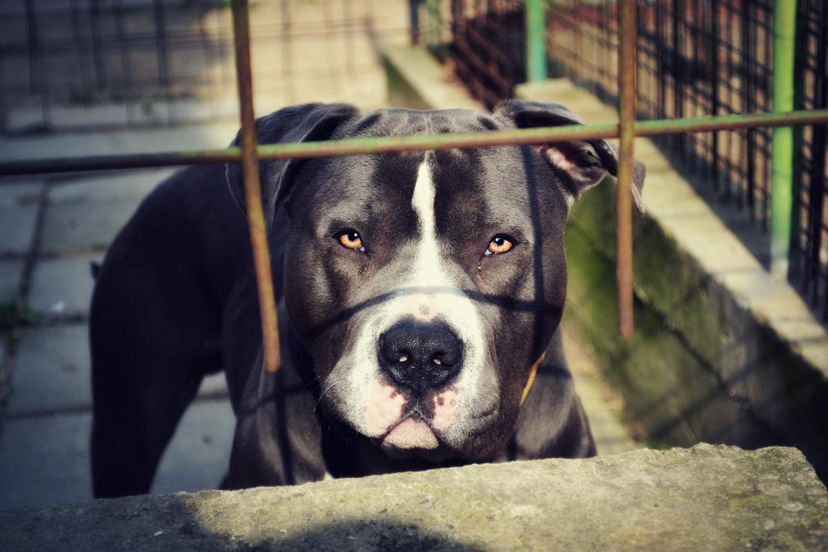 Tragedia ad Acerra: bambina di 9 mesi muore sbranata da un pitbull nel suo letto Tragedia ad Acerra: bambina di 9 mesi muore sbranata da un pitbull nel suo letto