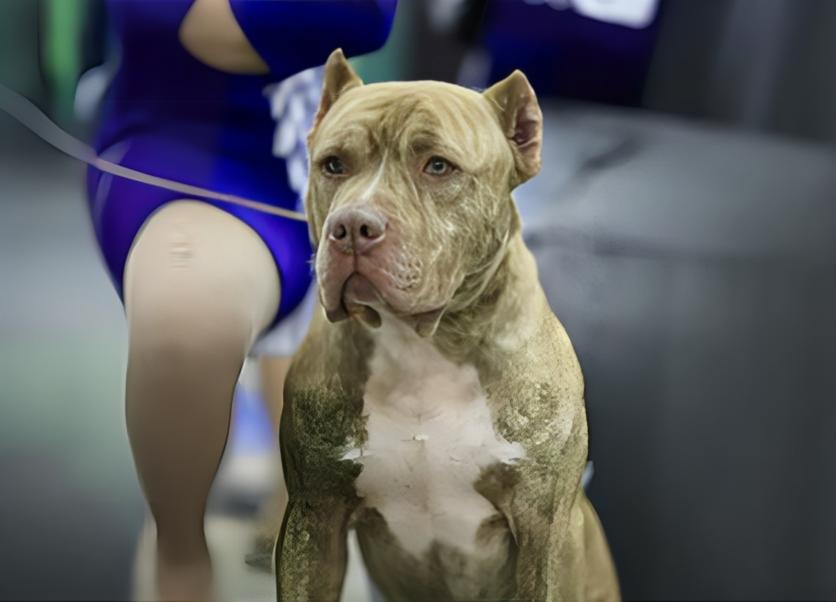 Neonata sbranata da un pitbull, il comportamento sospetto del padre: due versioni contrastanti