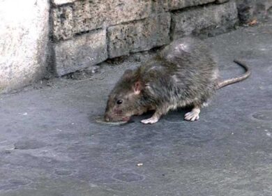 Apre la busta di spinaci, ma c’è qualcosa di strano. Poi la scoperta da brivido: “Ho visto la testa e…”