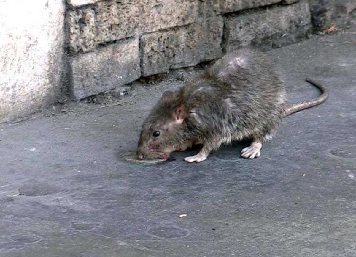 Apre la busta di spinaci, ma c’è qualcosa di strano. Poi la scoperta da brivido: “Ho visto la testa e…” Apre la busta di spinaci, ma c’è qualcosa di strano. Poi la scoperta da brivido: “Ho visto la testa e…”