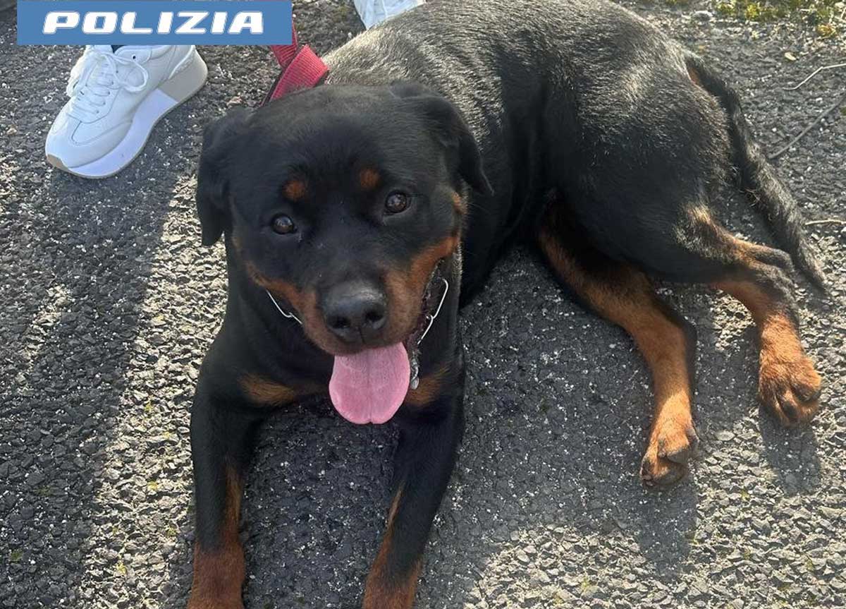 Roma, la folle corsa di 2 rottweiler sul Raccordo Anulare. Proprietario denunciato Roma, la folle corsa di 2 rottweiler sul Raccordo Anulare. Proprietario denunciato