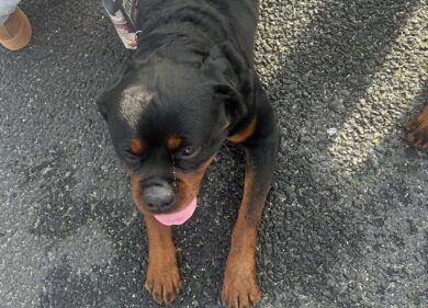 Roma, la folle corsa di 2 rottweiler sul Raccordo Anulare. Proprietario denunciato