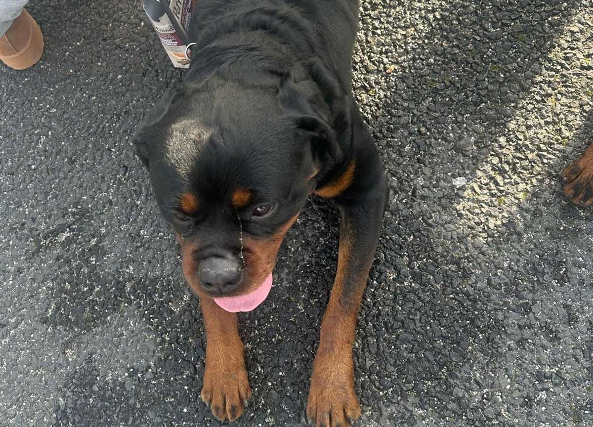 Roma, la folle corsa di 2 rottweiler sul Raccordo Anulare. Proprietario denunciato Roma, la folle corsa di 2 rottweiler sul Raccordo Anulare. Proprietario denunciato