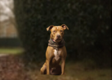 Bimba sbranata dal pitbull ad Acerra: ritrovato il pigiamino insanguinato di Giulia nei rifiuti