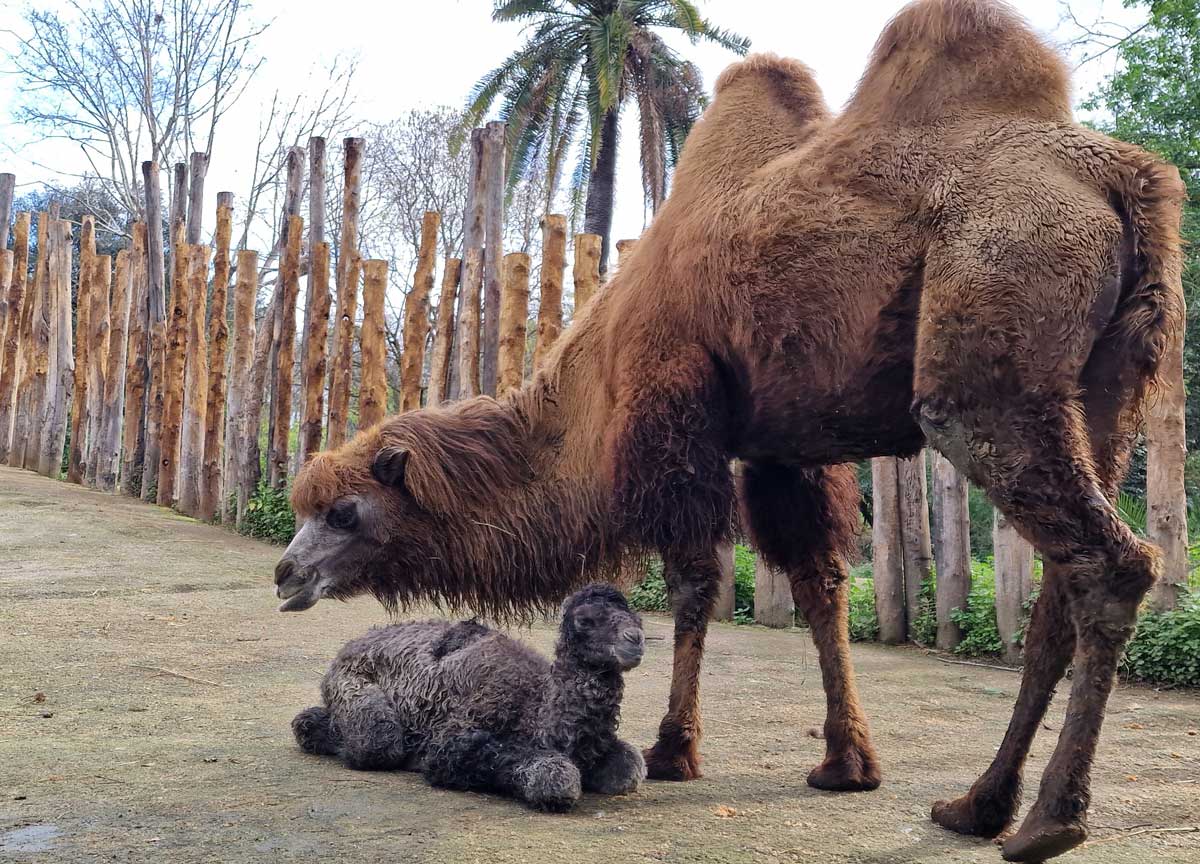 Chiamatelo Frosy: al Bioparco è nato il cammello romano. Il video Chiamatelo Frosy: al Bioparco è nato il cammello romano. Il video