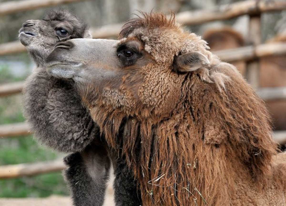 Chiamatelo Frosy: al Bioparco è nato il cammello romano. Il video Chiamatelo Frosy: al Bioparco è nato il cammello romano. Il video