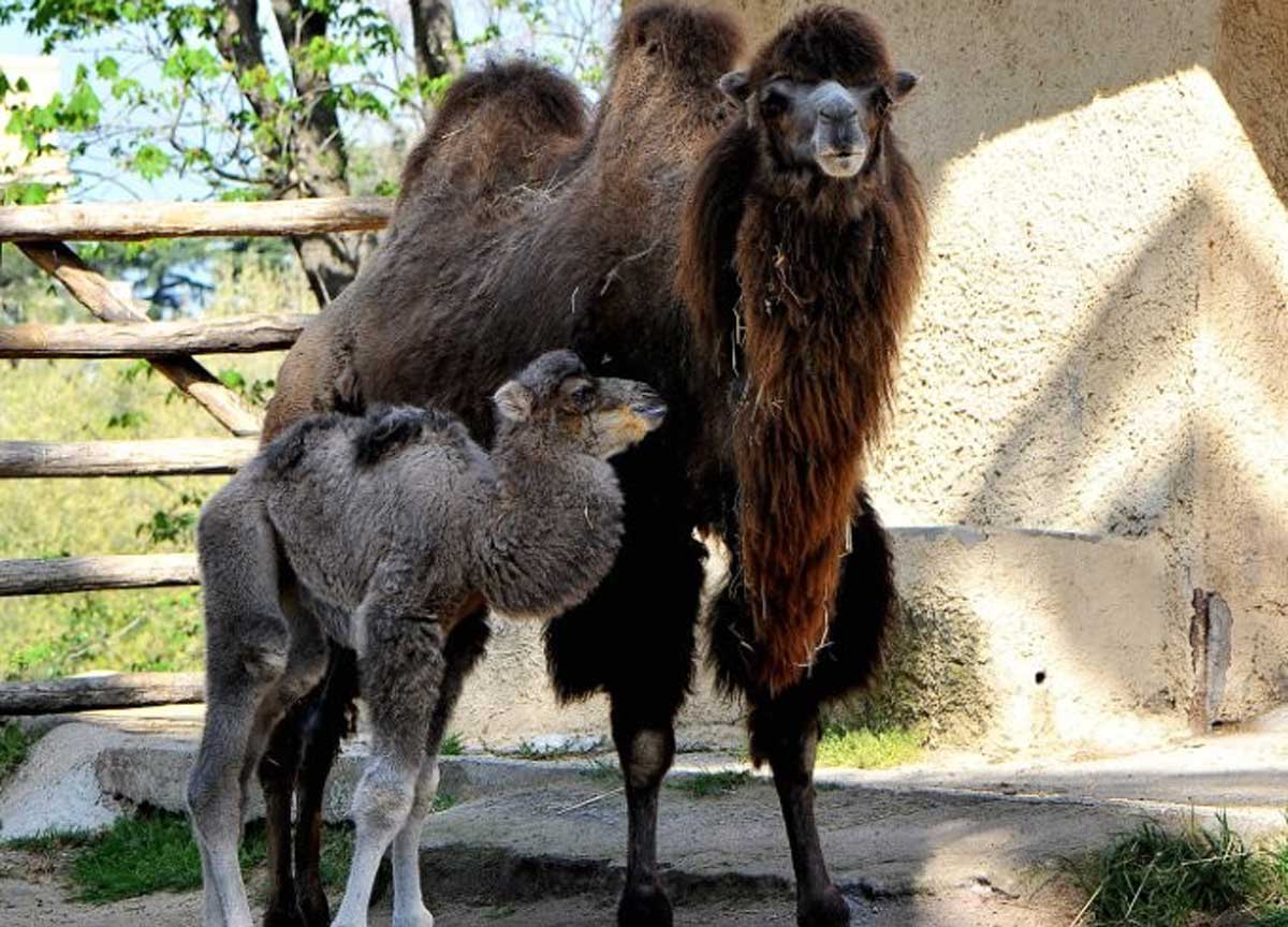 Chiamatelo Frosy: al Bioparco è nato il cammello romano. Il video Chiamatelo Frosy: al Bioparco è nato il cammello romano. Il video