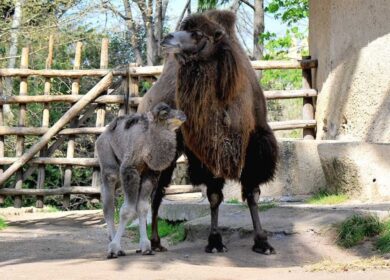 Chiamatelo Frosy: al Bioparco è nato il cammello romano. Il video