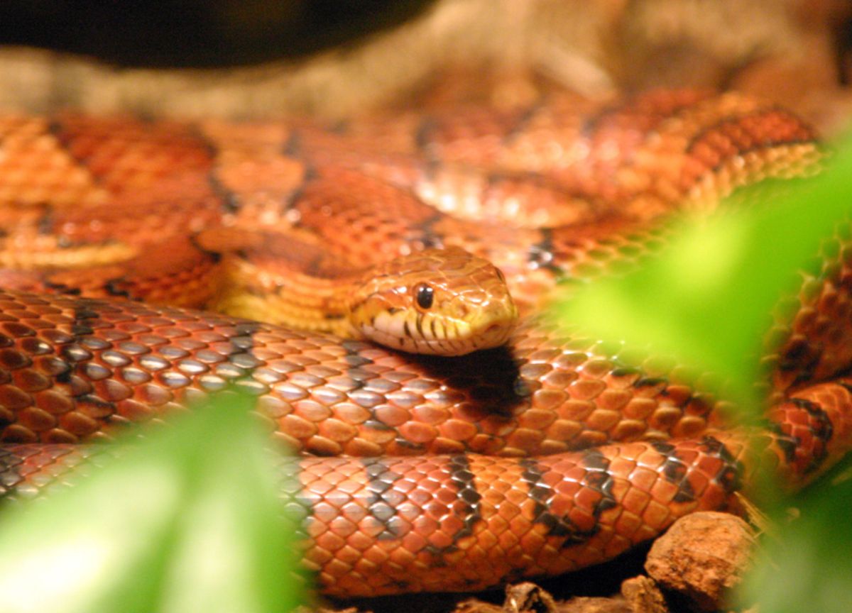 Panico sul Frecciarossa per Milano: serpente in carrozza, i passeggeri evacuati Panico sul Frecciarossa per Milano: serpente in carrozza, i passeggeri evacuati