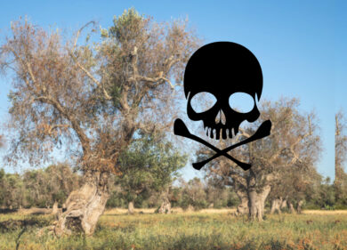 “Il fuoco invisibile” di Daniele Rielli: la Xylella, il negazionismo e il prezzo della disinformazione