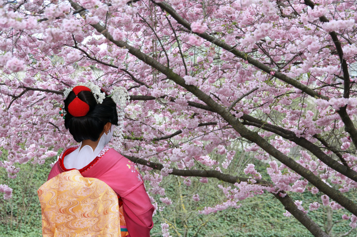Giappone, cresce l’attesa per la stagione dei sakura. Ecco i posti imperdibili da visitare Giappone, cresce l’attesa per la stagione dei sakura. Ecco i posti imperdibili da visitare