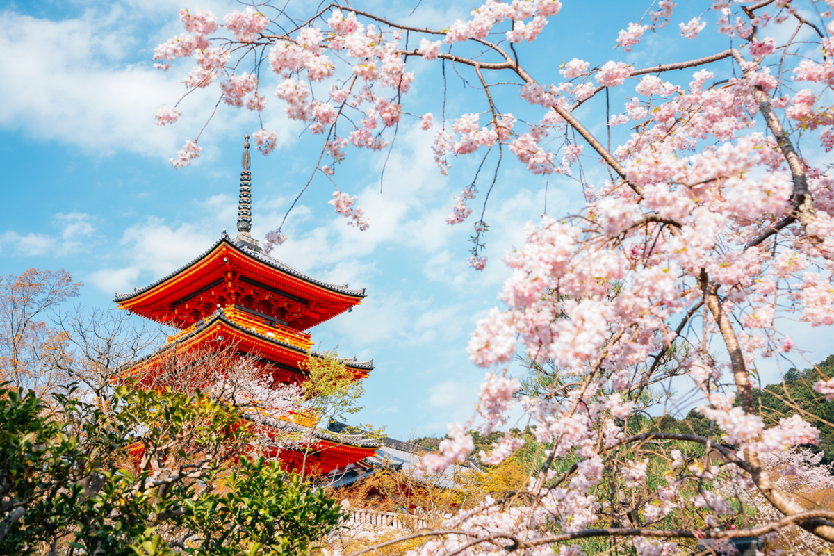 Giappone, cresce l’attesa per la stagione dei sakura. Ecco i posti imperdibili da visitare Giappone, cresce l’attesa per la stagione dei sakura. Ecco i posti imperdibili da visitare