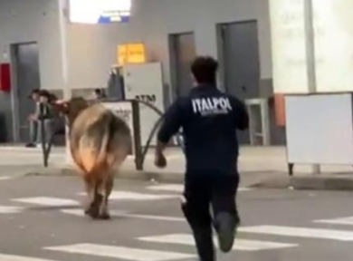 Orio al Serio, giornata anomala a Bergamo: una mucca passeggia fuori dal terminal- VIDEO