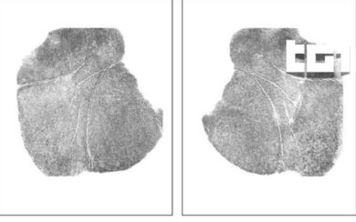 Garlasco, i carabinieri nel 2020: “E’ logico-fattuale che l’impronta 33 appartenga all’assassino”
