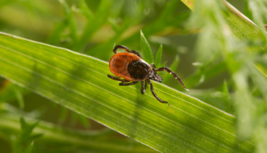 Zecche, Pfizer: prevenire la TBE è possibile con consapevolezza e precauzione