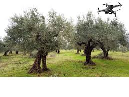 Xylella fastidiosa: droni e satelliti per le attività di contrasto Xylella fastidiosa: droni e satelliti per le attività di contrasto