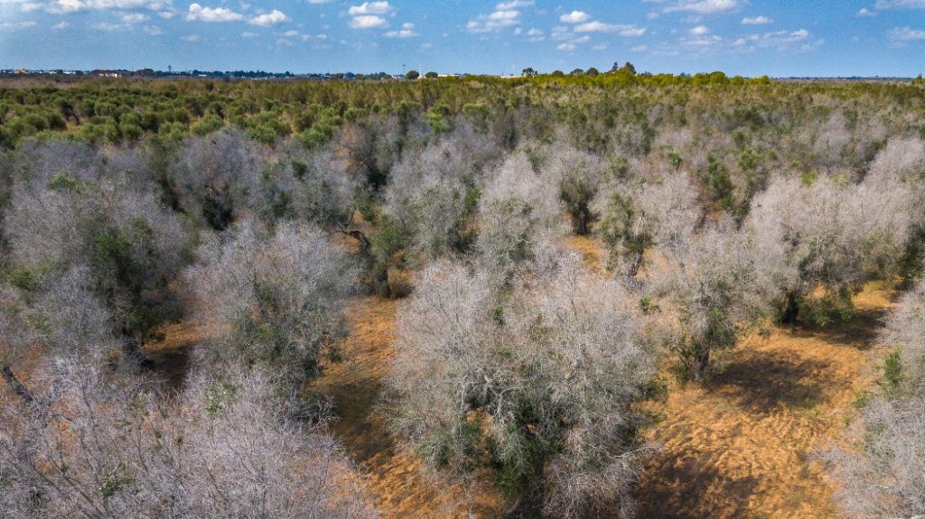 Xylella, allarme ‘rosso fuoco’ il batterio è arrivato a Bisceglie Xylella, allarme ‘rosso fuoco’ il batterio è arrivato a Bisceglie