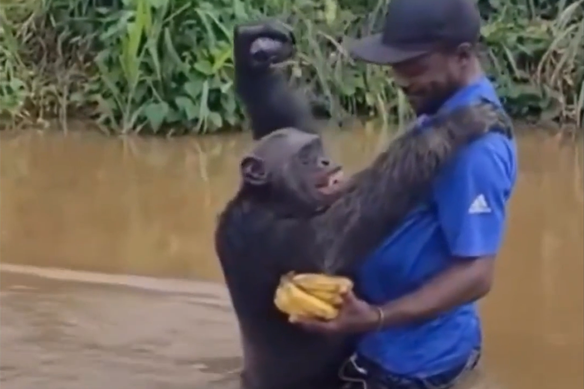 Scimpanzé si getta tra le braccia dell’uomo che lo salvò anni prima: il video dell’abbraccio è virale Scimpanzé si getta tra le braccia dell’uomo che lo salvò anni prima: il video dell’abbraccio è virale
