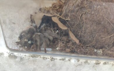 Sconcerto a Milano, tarantola abbandonata in mezzo alla strada: l’intervento della Polizia locale