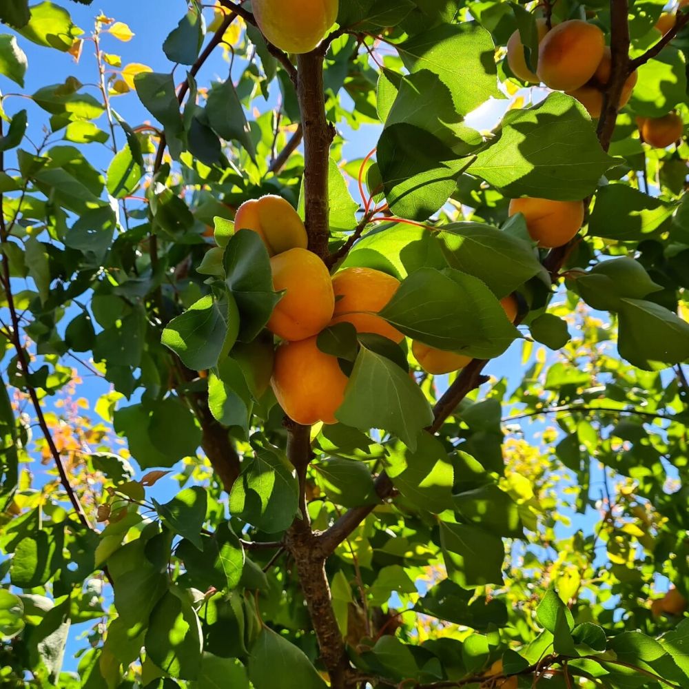 Conversano, xylella: salve dall’espianto le piante da frutta