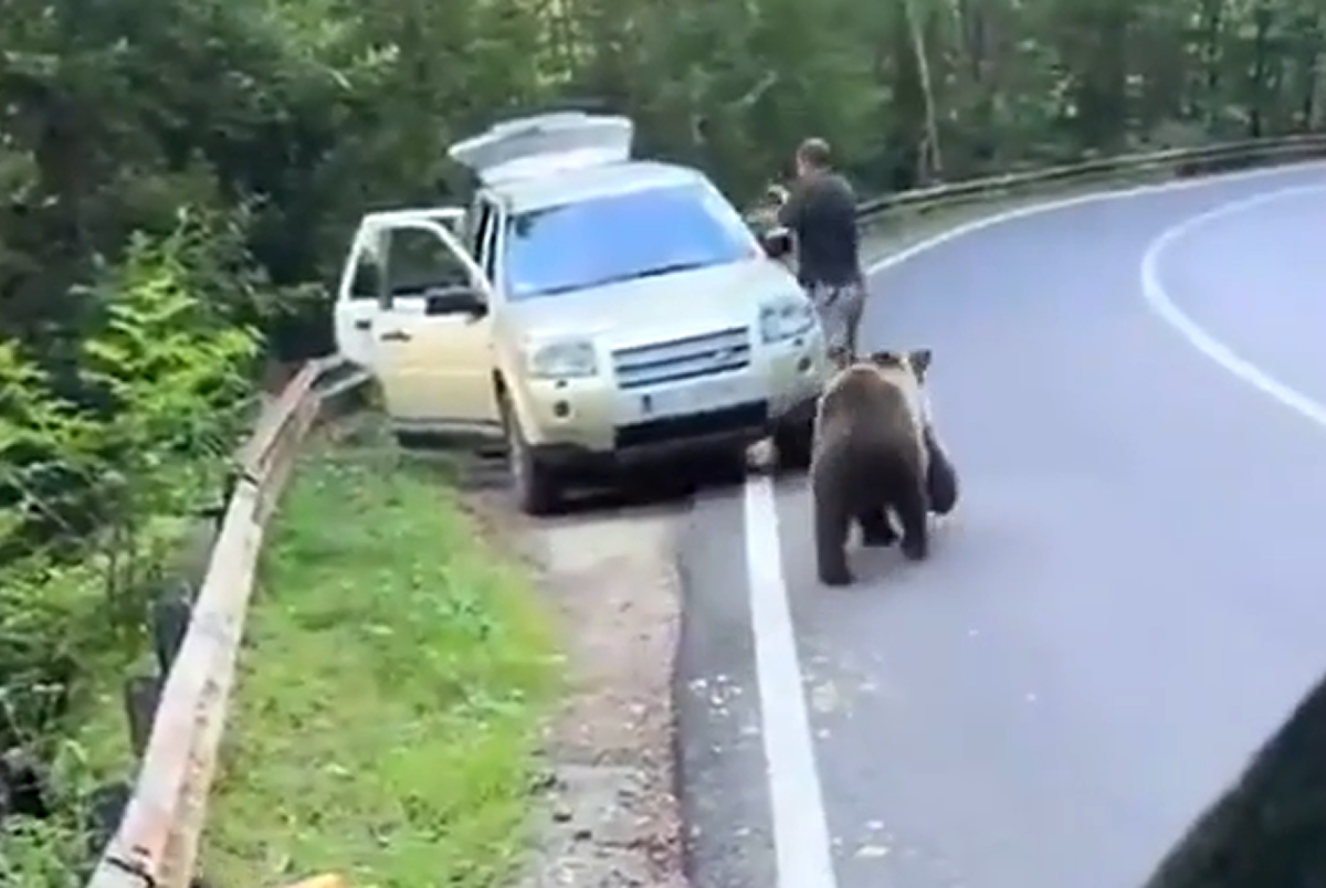 Romania, incontro ravvicinato sulla Transfagarasan: uomo scappa nell’auto per sfuggire a un orso Romania, incontro ravvicinato sulla Transfagarasan: uomo scappa nell’auto per sfuggire a un orso