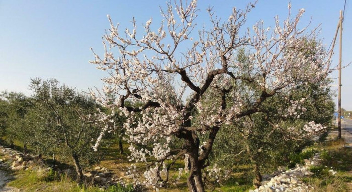 Conversano, xylella: salve dall’espianto le piante da frutta