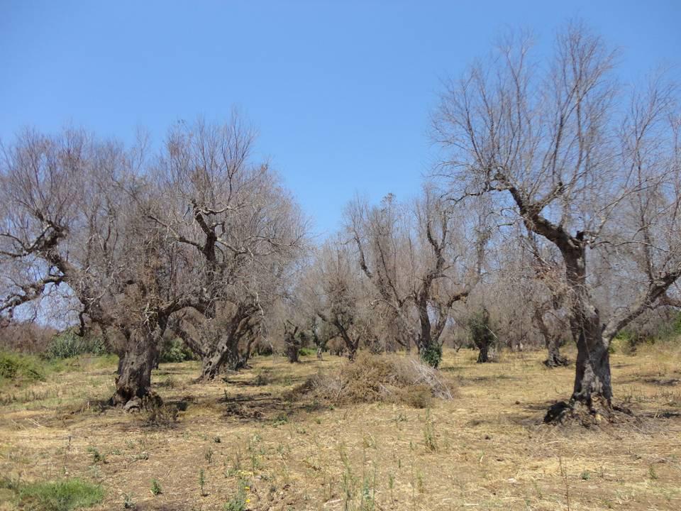 Conversano, xylella: salve dall’espianto le piante da frutta