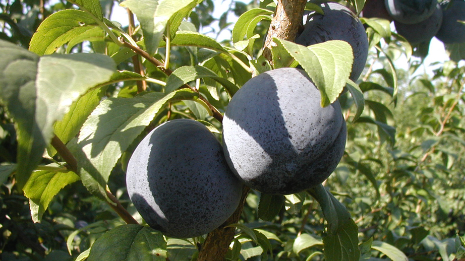 Conversano, xylella: salve dall’espianto le piante da frutta