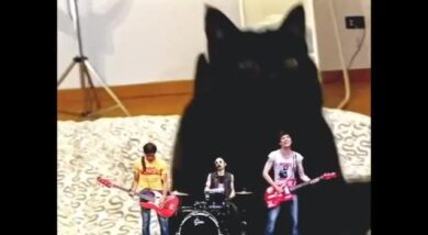 The Zen Circus, fuori “Miao”, il nuovo singolo (e video)