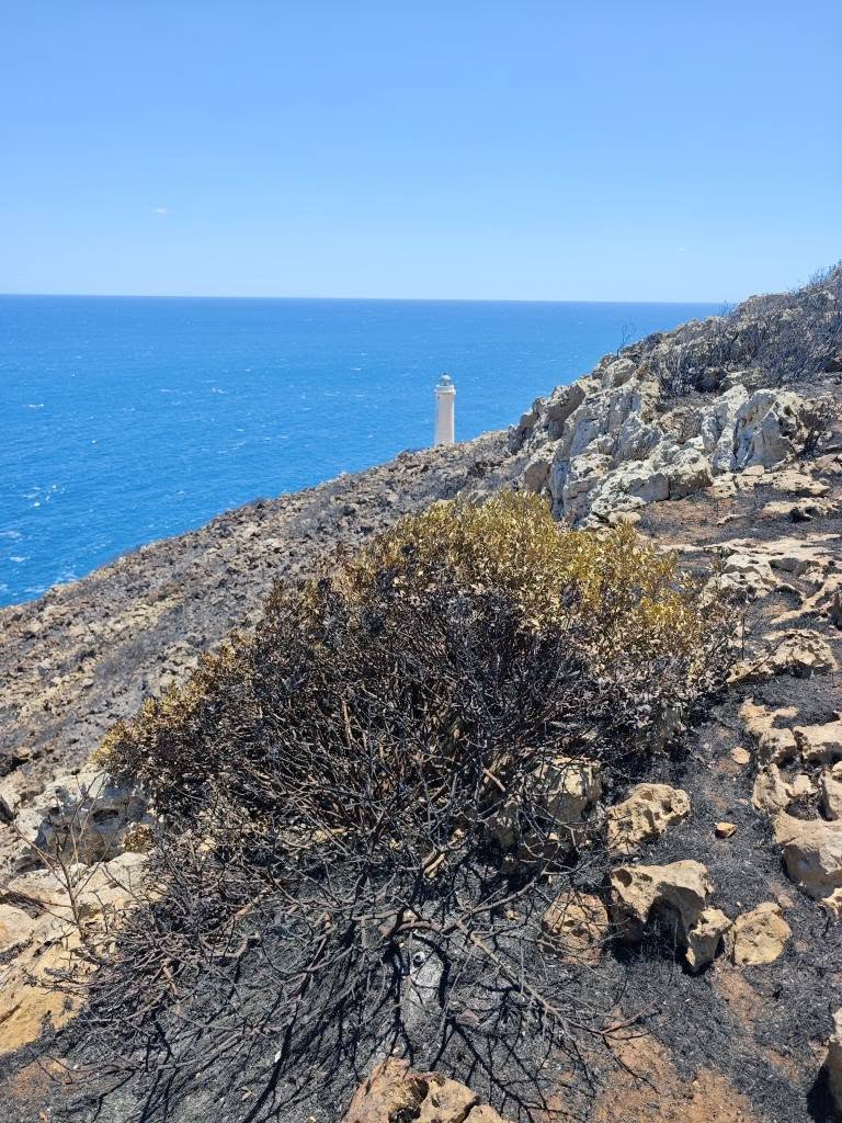 Incendi, la Puglia torna a bruciare: dal Gargano al Salento un mare di verde in fumo