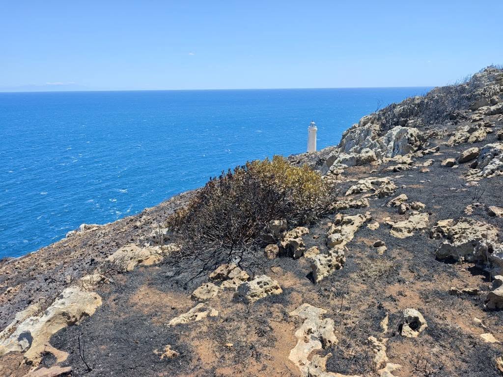 Incendi, la Puglia torna a bruciare: dal Gargano al Salento un mare di verde in fumo