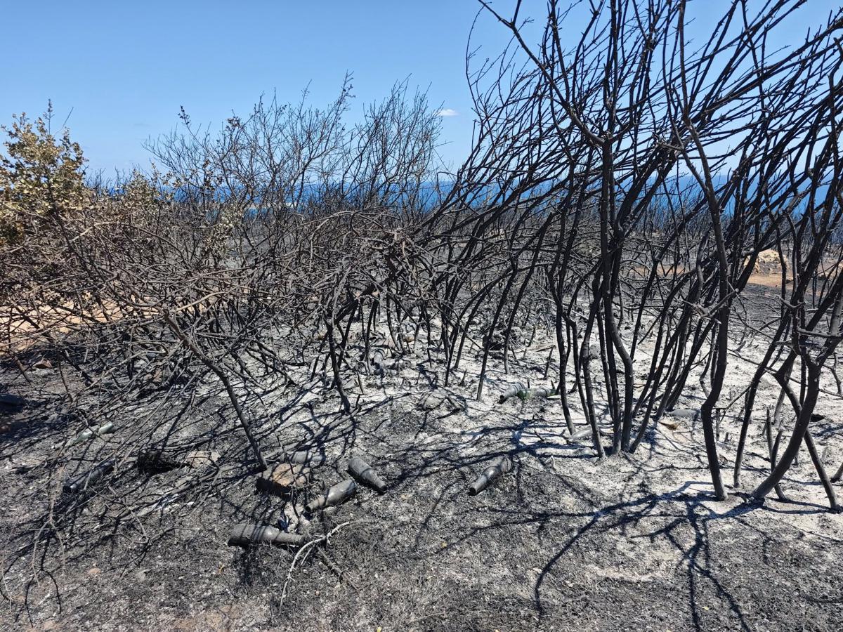 Incendi, la Puglia torna a bruciare: dal Gargano al Salento un mare di verde in fumo