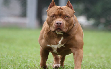 Babygang a Milano, 12enne e 16enne accerchiati e minacciati con un pit bull da sei aggressori