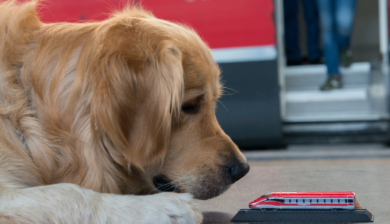Gruppo FS, Trenitalia: i cani viaggiano gratis su Frecce e Intercity fino al 15 settembre 2025