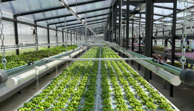 Eni: al via la nuova serra aeroponica per la coltivazione di ortaggi a ridotto impatto ambientale