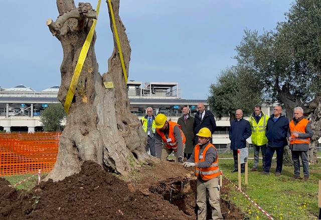 Aeroporto Bari, otto ulivi infetti da xylella: immediata eradicazione