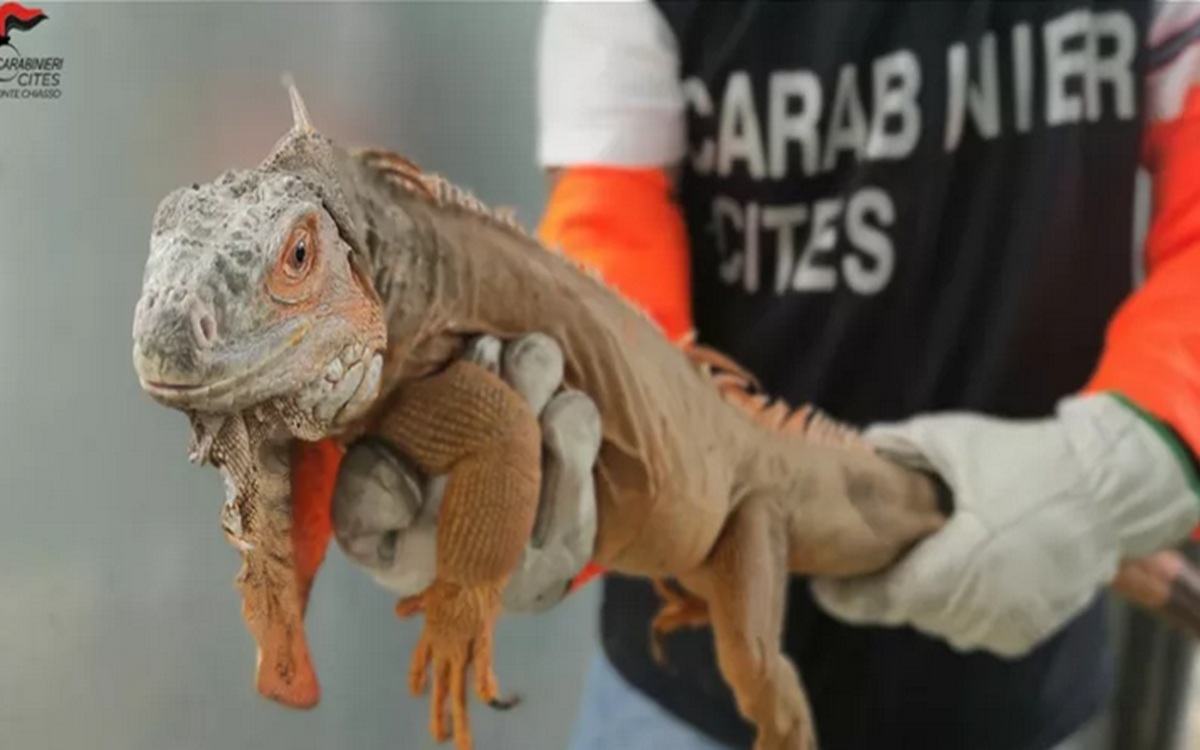Como, teneva un’iguana senza documenti in casa: multato con 40mila euro Como, teneva un’iguana senza documenti in casa: multato con 40mila euro